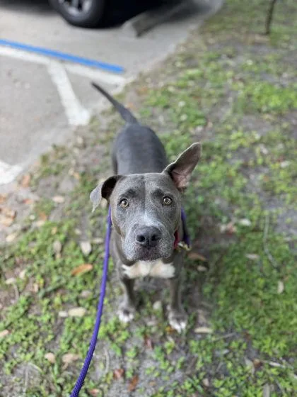 An adult medium-sized female Fox Terrier dog named Petunia for adoption in Vero Beach, FL