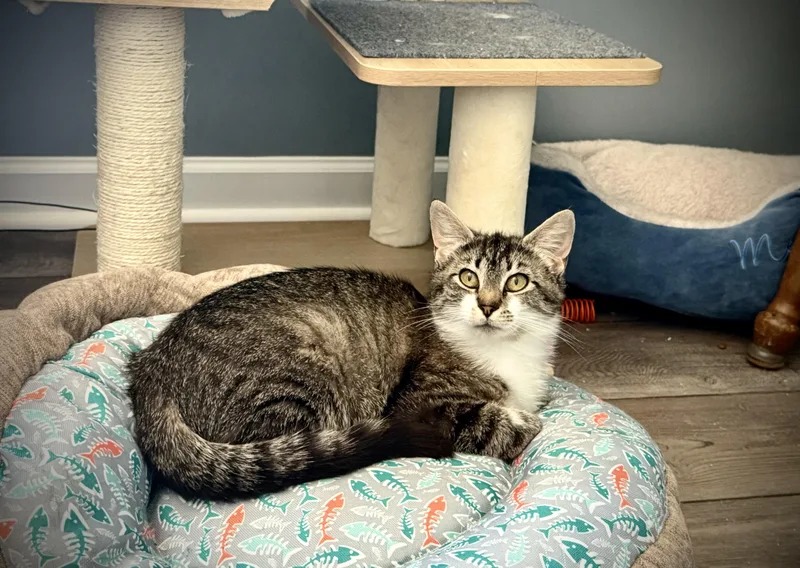 A young medium-sized female White Domestic Short Hair cat named Nellie for adoption in BUTLER, PA