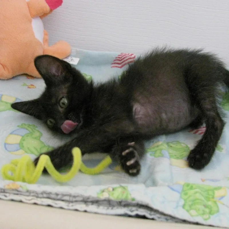 A baby small-sized female Black Domestic Short Hair cat named Pansie Waterworth for adoption in Morrison, CO