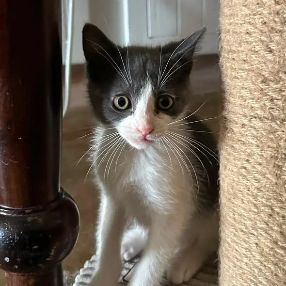 A baby medium-sized male Gray & White Domestic Short Hair cat named Malcom for adoption in Queen Creek, AZ