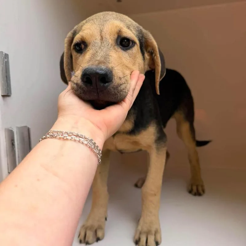 A baby small-sized male Black Coonhound dog named Billy Ray for adoption in Shinnston, WV