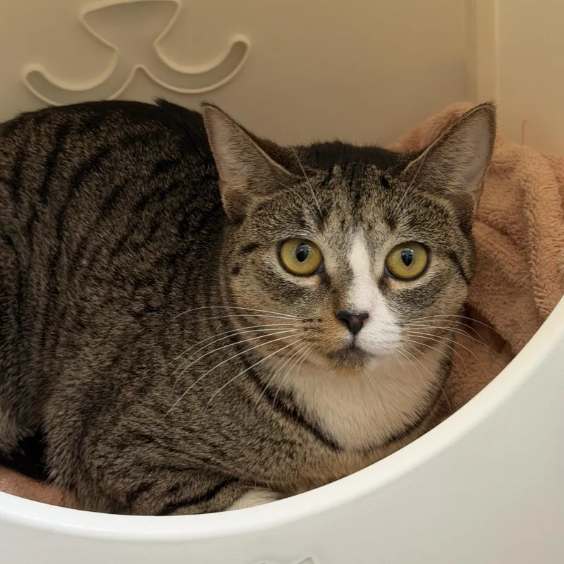 A young small-sized female Brown / Chocolate Domestic Short Hair cat named Dan Tat for adoption in New York, NY