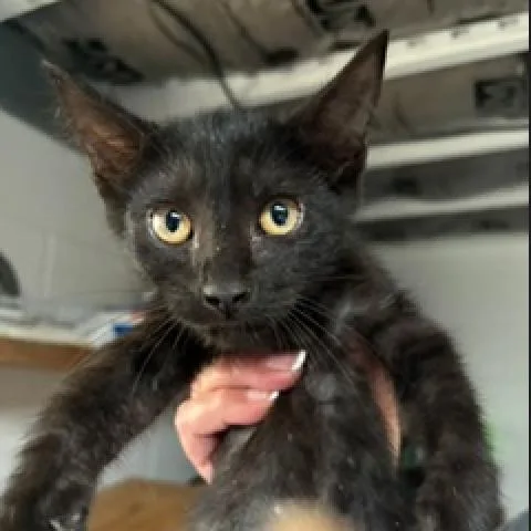 A baby small-sized male Black Domestic Short Hair cat named Coal for adoption in League City, TX