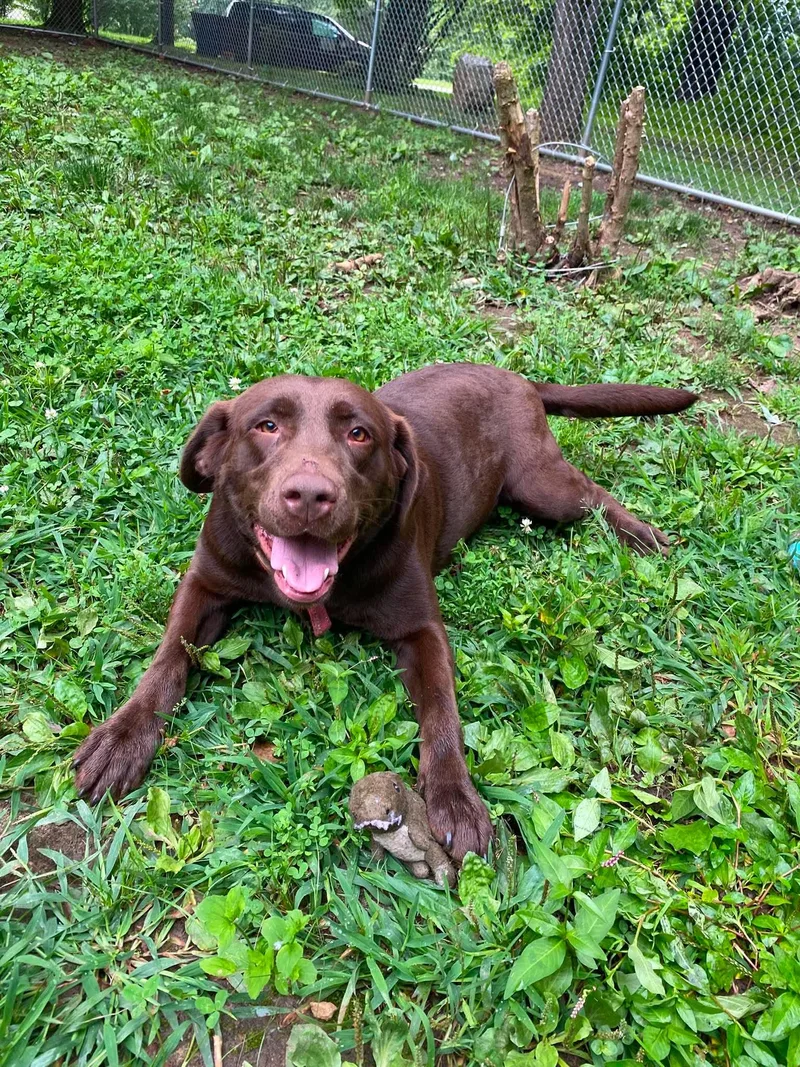 Stella