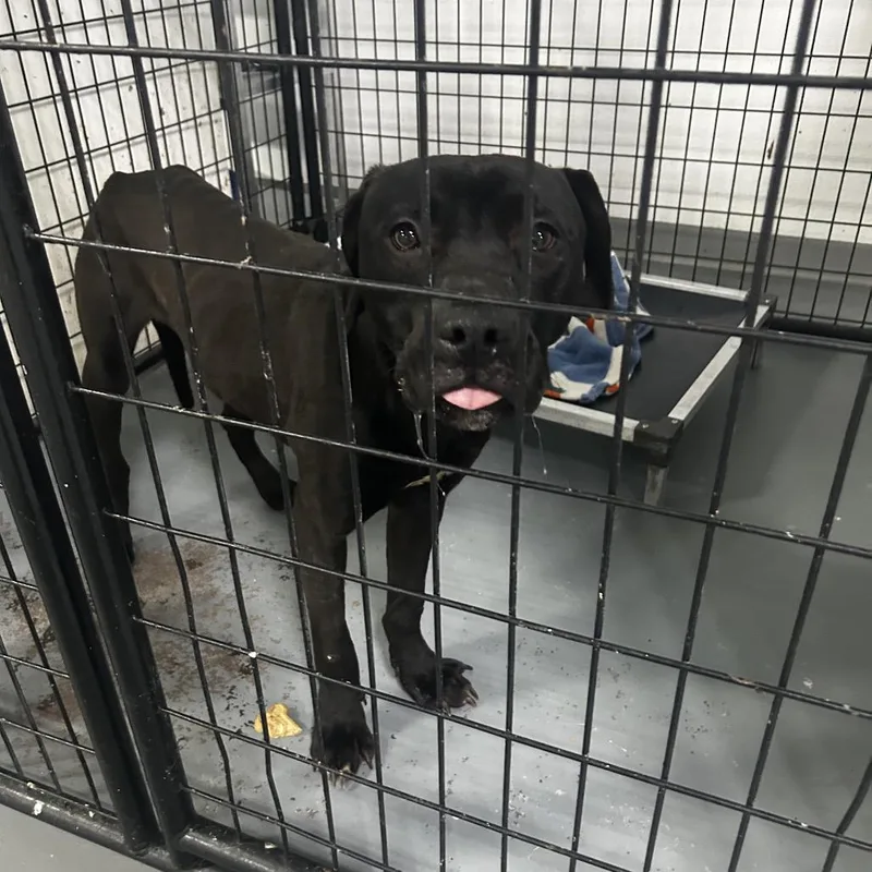 Obsidian thumbnail 2