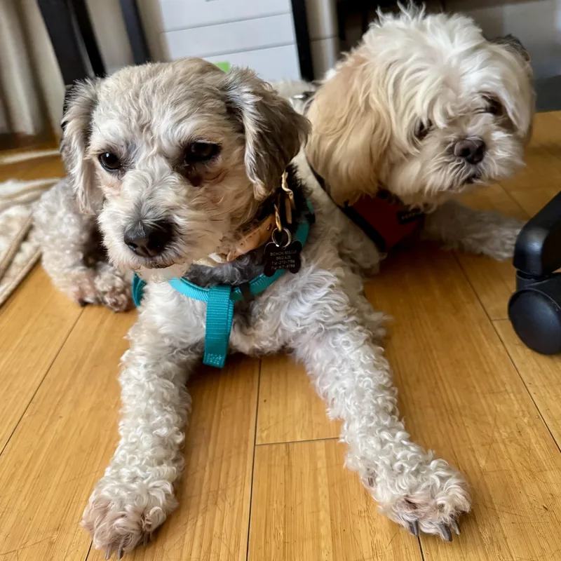A young small-sized male Brindle Yorkie Poo dog named Luca for adoption in Orange, CA