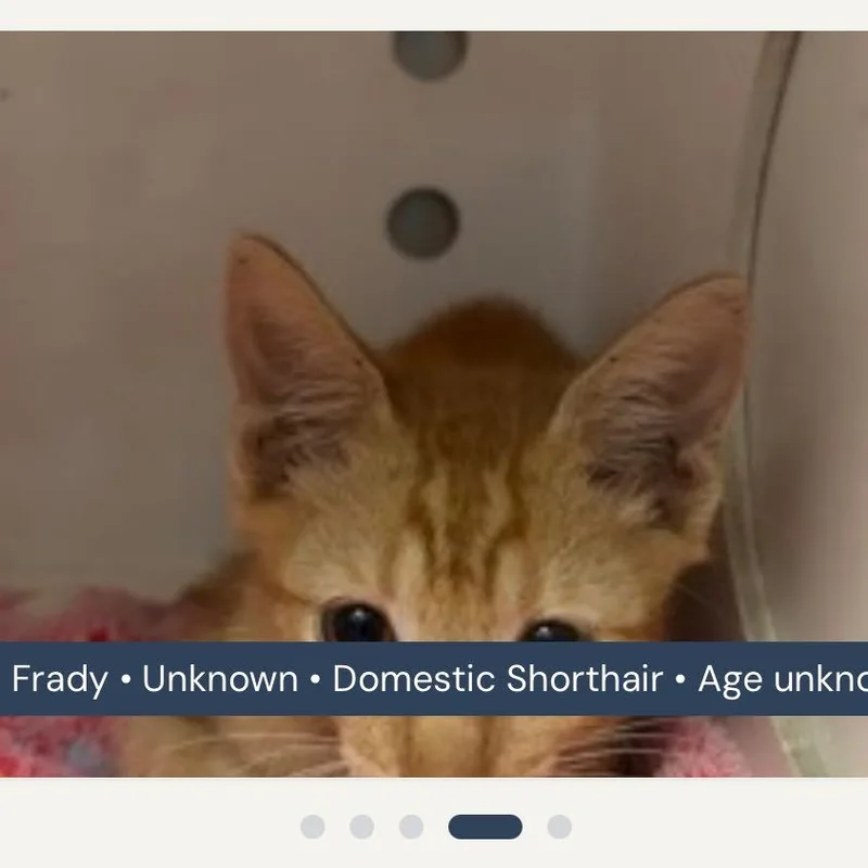 A baby small-sized male Orange / Red Domestic Short Hair cat named Fraidy for adoption in San Antonio, TX