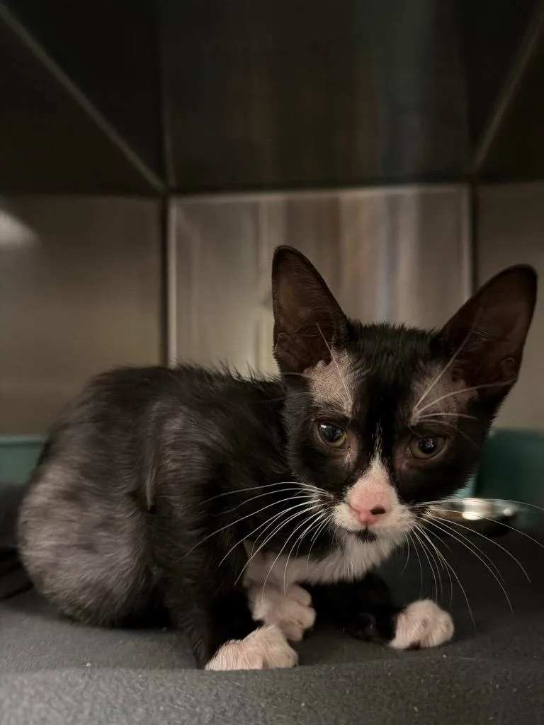 A baby small-sized male Domestic Short Hair cat named Charlie for adoption in Ocala, FL