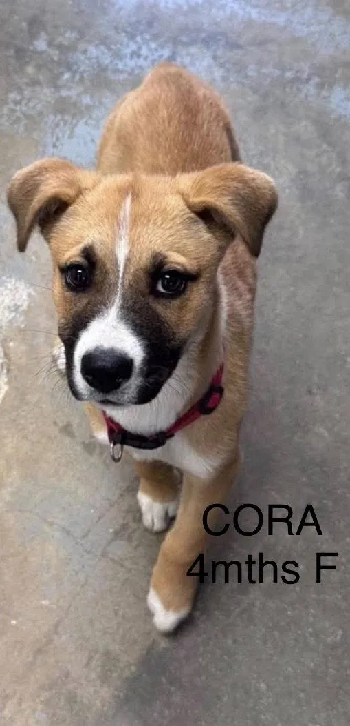 Cora