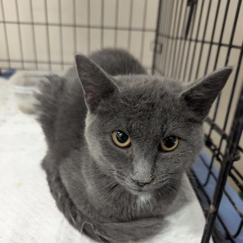 A young small-sized female Gray / Blue / Silver Domestic Short Hair cat named Moon for adoption in Ashland, VA