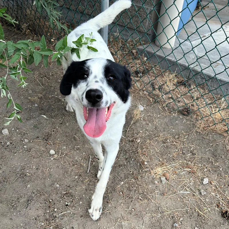 A young medium-sized female White / Cream Border Collie dog named Tillie for adoption in Lindon, UT