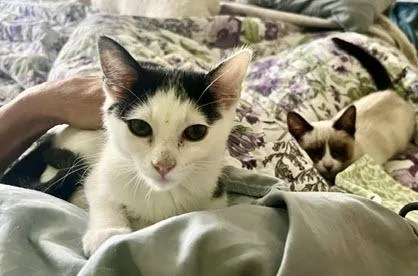 A baby medium-sized female Black & White / Tuxedo Domestic Short Hair cat named French Toast for adoption in Los Angeles, CA