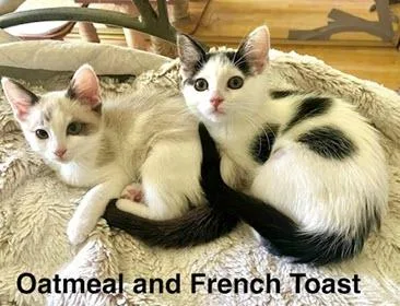 French Toast thumbnail 3