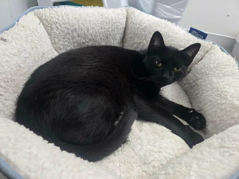 A young medium-sized male Domestic Short Hair cat named Darkstar for adoption in Staten Island, NY