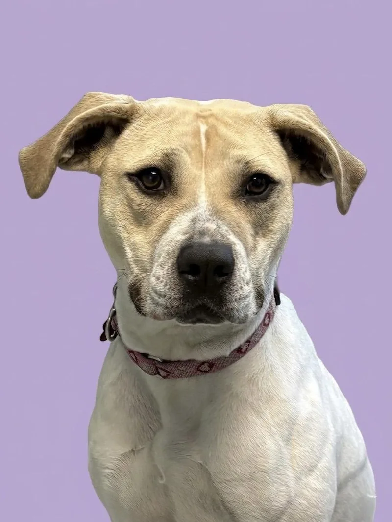 A young medium-sized female Hound dog named Ophelia for adoption in Spring Lake, NJ