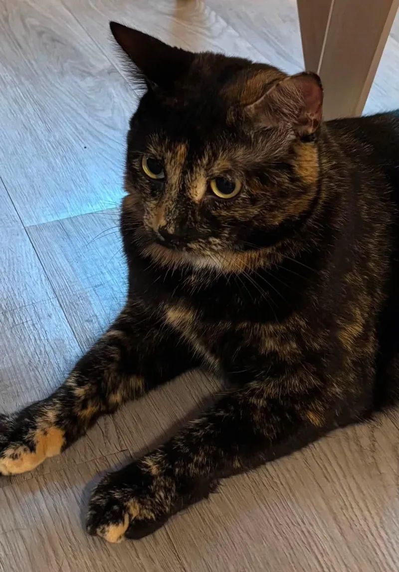 An adult medium-sized female Tortoiseshell Domestic Short Hair cat named Daisy & Lily for adoption in Staten Island, NY