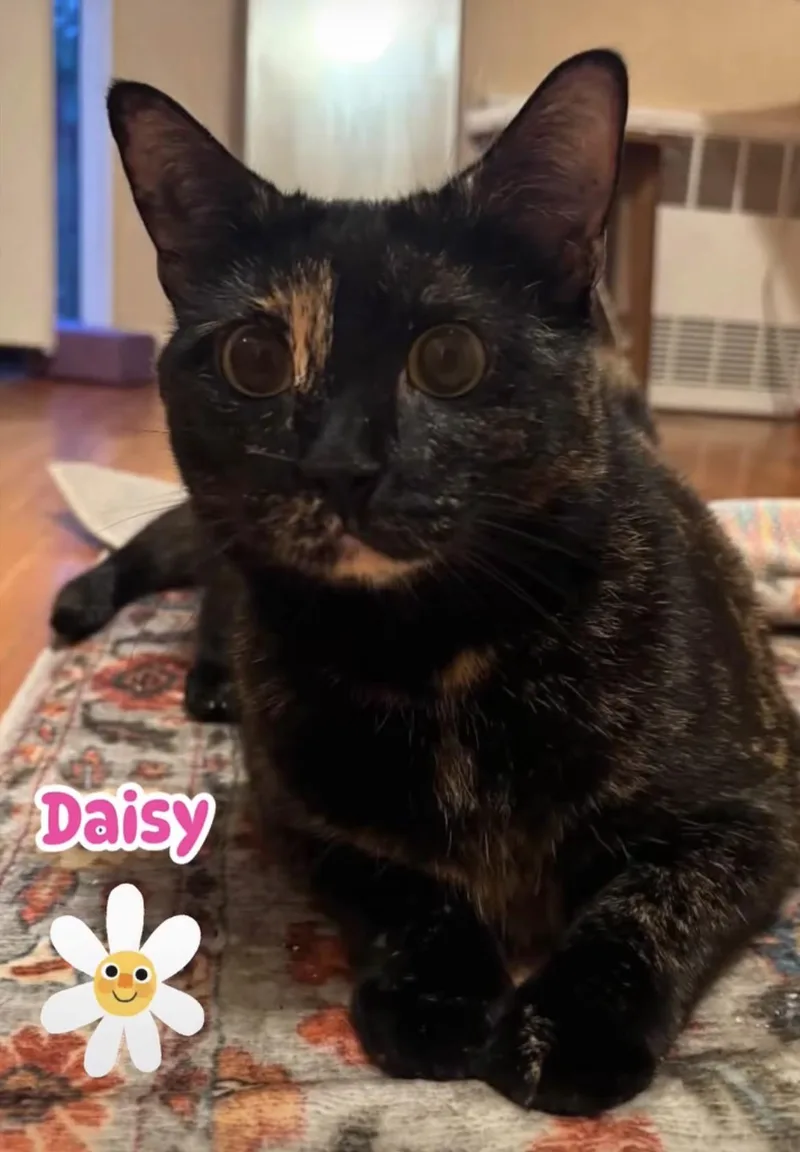 Daisy & Lily thumbnail 3