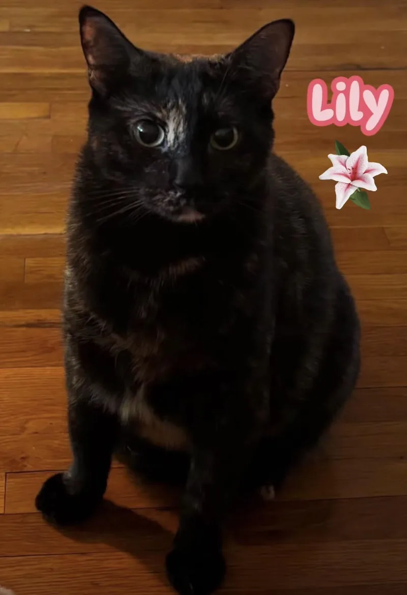 Daisy & Lily thumbnail 5