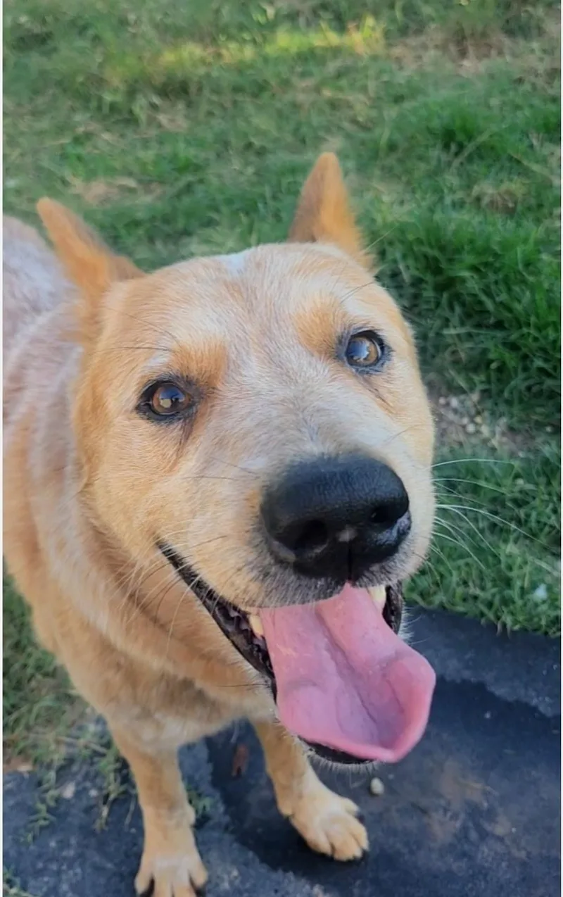 A young medium-sized male Merle (Red) Cattle Dog dog named DrakeCO for adoption in Magnolia, TX