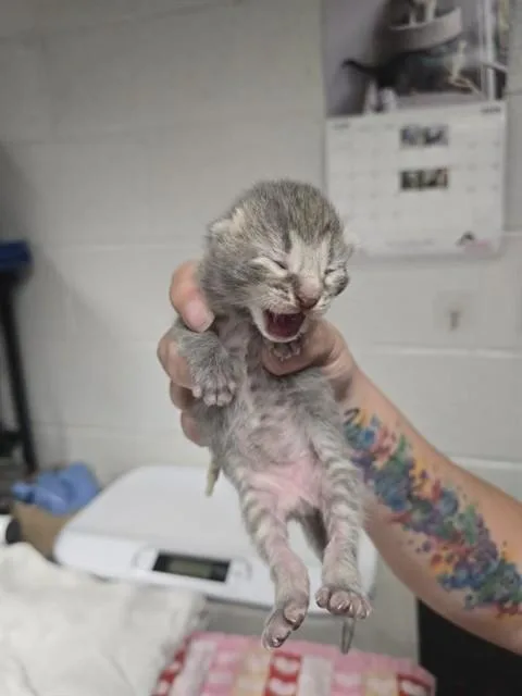 A baby small-sized male Domestic Short Hair cat named Milkshake for adoption in Easton, MD