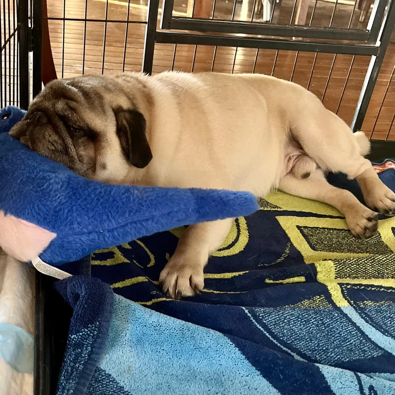An adult medium-sized male Pug dog named Tony for adoption in Danville, VT