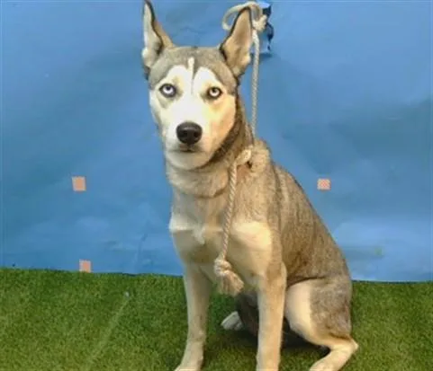 An adult medium-sized female Siberian Husky dog named A for adoption in Gardena, CA