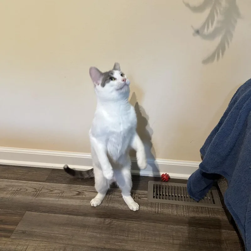 An adult medium-sized female White Domestic Medium Hair cat named Bells a Flying for adoption in Eaton Rapids, MI