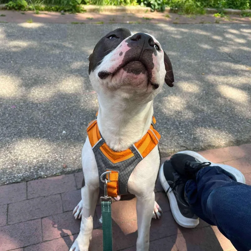 An adult large-sized male Black American Staffordshire Terrier dog named Diego for adoption in Long Island City, NY