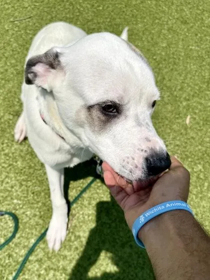A young large-sized male White / Cream Mixed Breed dog named Dinkleberg for adoption in Wichita, KS