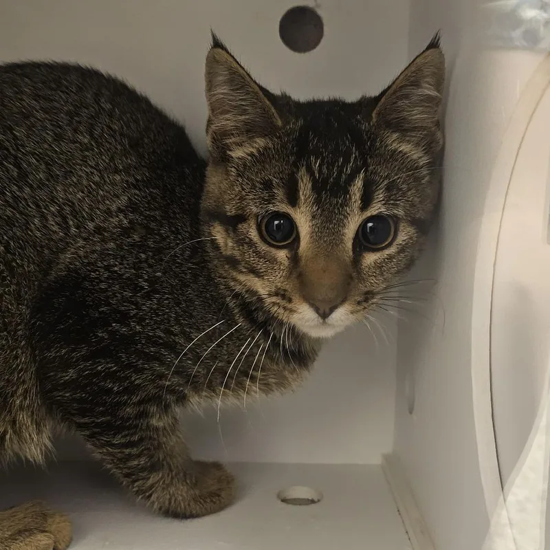 A baby medium-sized female Brown / Chocolate Domestic Short Hair cat named Flicka for adoption in Cedar Rapids, IA