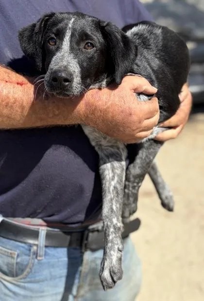 A baby medium-sized male German Shorthaired Pointer dog named Rango for adoption in Fresno, CA