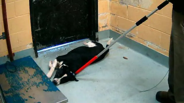 A young large-sized male Pit Bull Terrier dog named Eeyore for adoption in Tulsa, OK