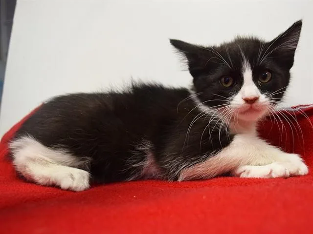 A baby small-sized female Domestic Short Hair cat named Samantha for adoption in Sacramento, CA