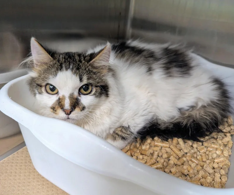 An adult medium-sized male Domestic Medium Hair cat named Mickey for adoption in Trenton, NJ