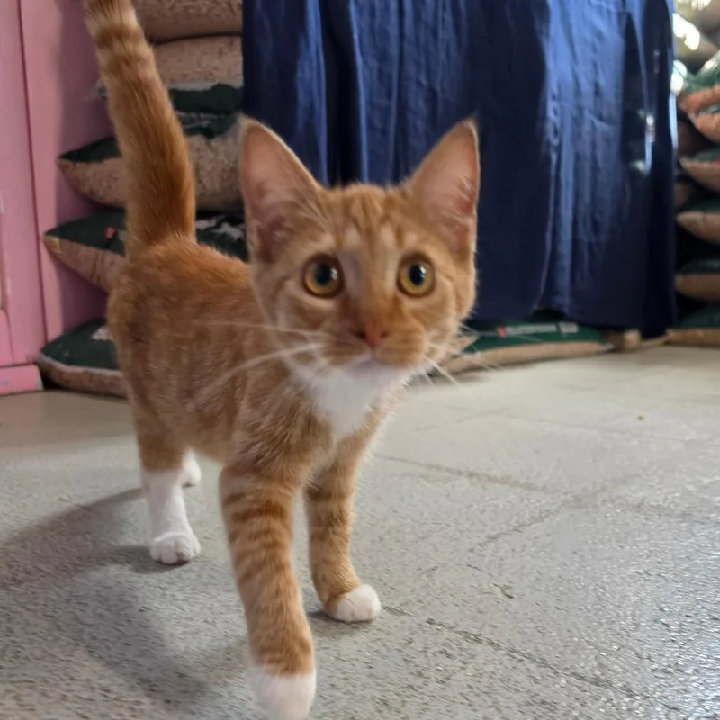 A young small-sized female Orange / Red Domestic Short Hair cat named Goldie Locks for adoption in Jefferson city, TN
