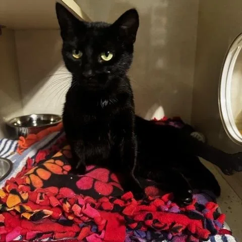 A young small-sized female Black Domestic Short Hair cat named Mochi for adoption in Hutchinson, MN