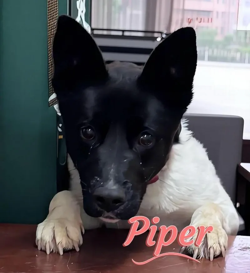 Piper