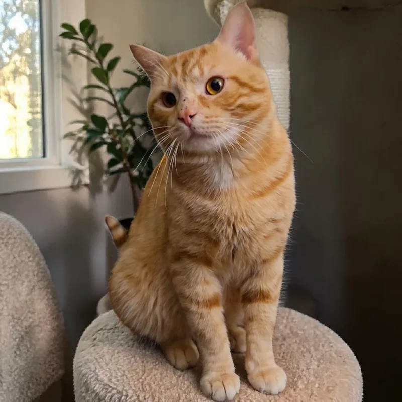 An adult medium-sized male Orange & White Domestic Short Hair cat named Harper for adoption in Kenhorst, PA