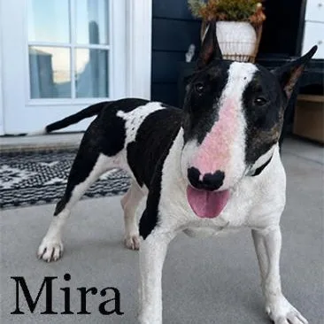 An adult medium-sized female Bull Terrier dog named Mira for adoption in Palm Desert, CA
