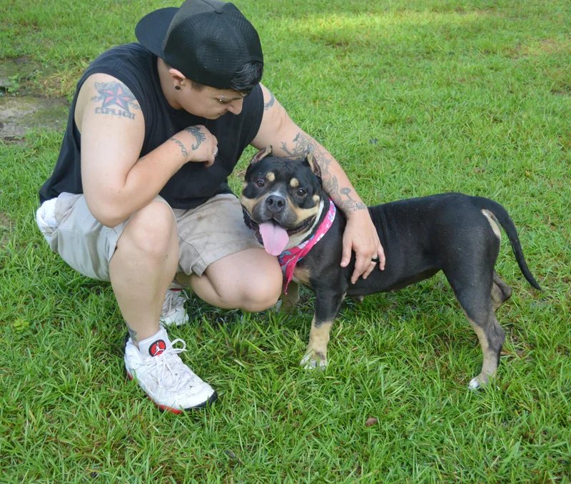 An adult large-sized female Tricolor (Brown, Black, & White) American Bully dog named Jaida for adoption in Gulfport, MS