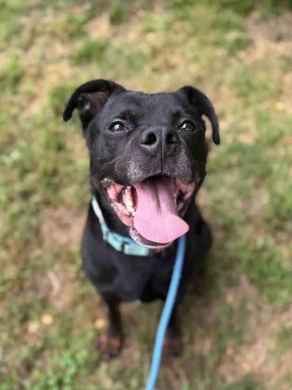 A senior large-sized male Black Mixed Breed dog named Dom for adoption in Cincinnati, OH