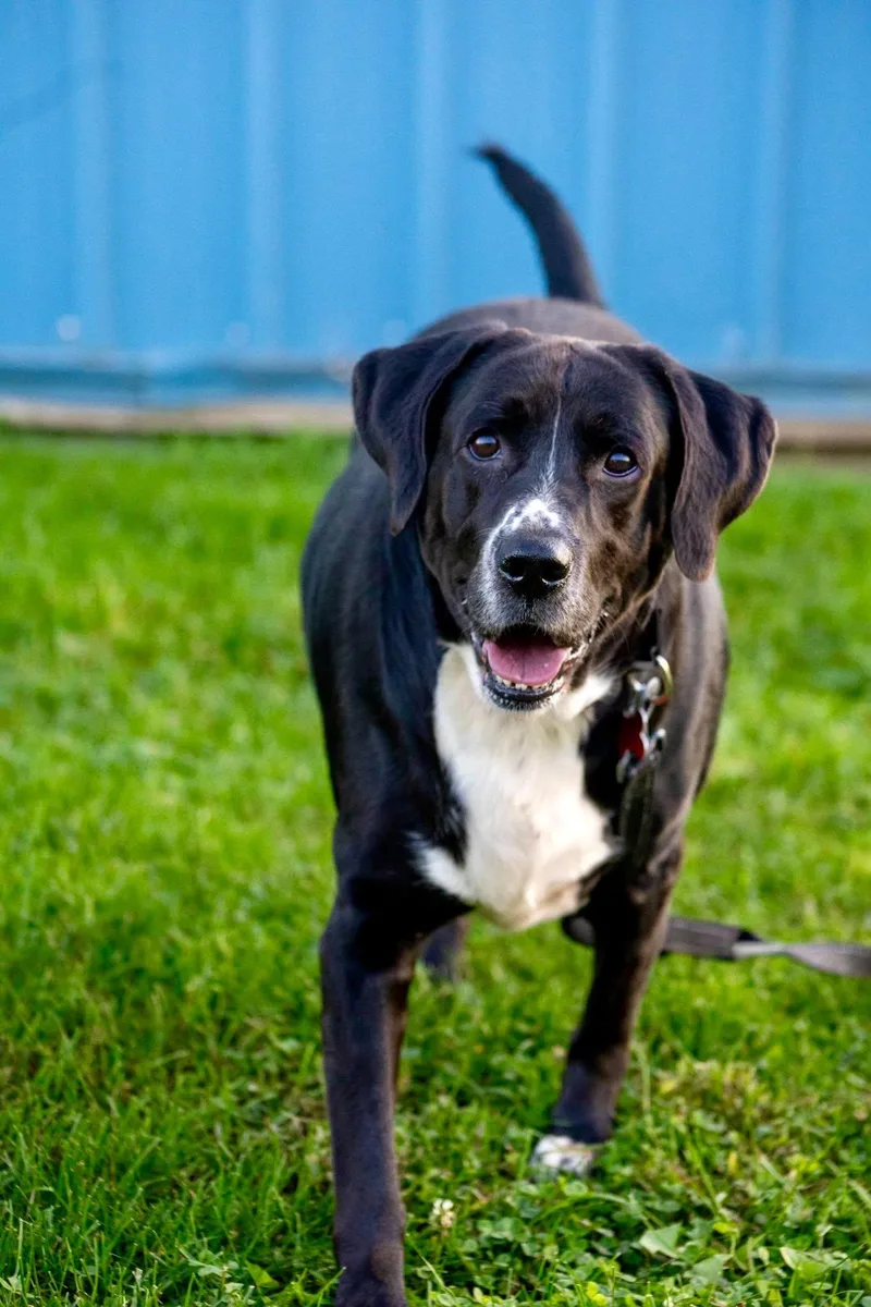 A senior large-sized male Labrador Retriever dog named Bonzo for adoption in Valparaiso, IN