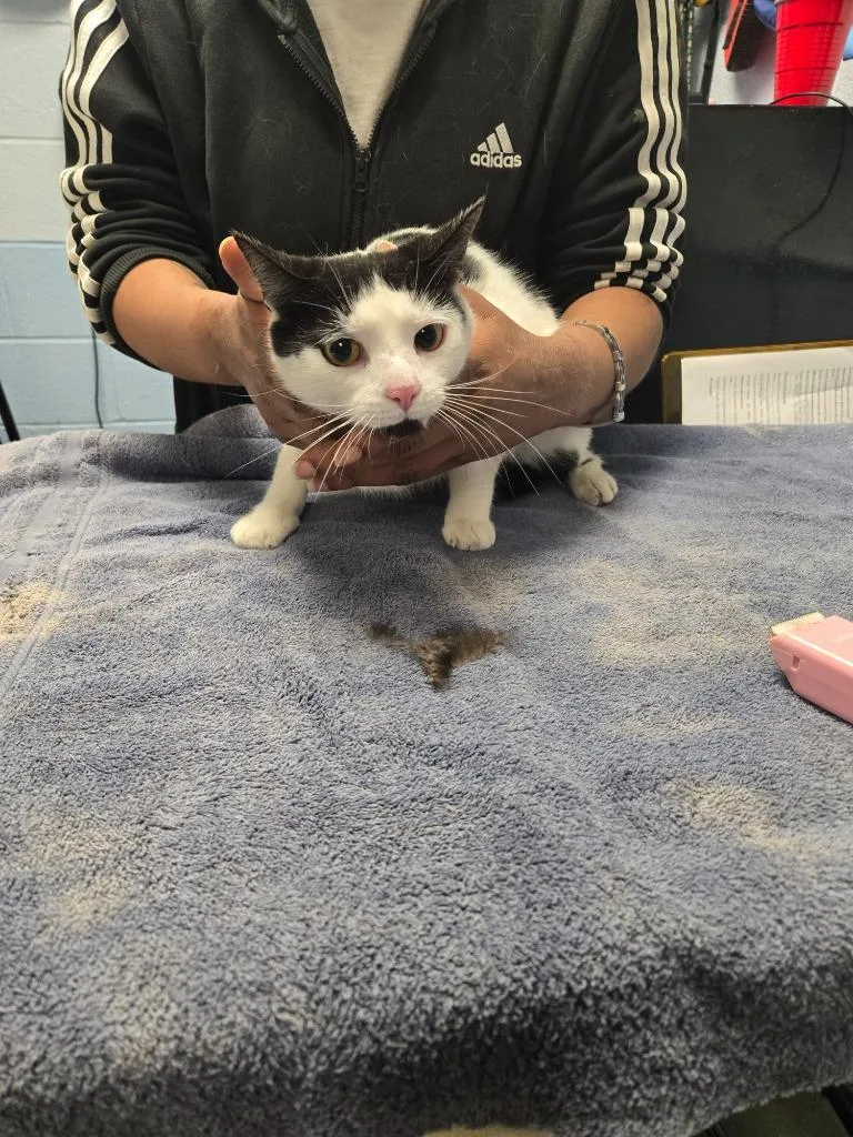A young small-sized female Domestic Short Hair cat named Muffin for adoption in Detroit, MI