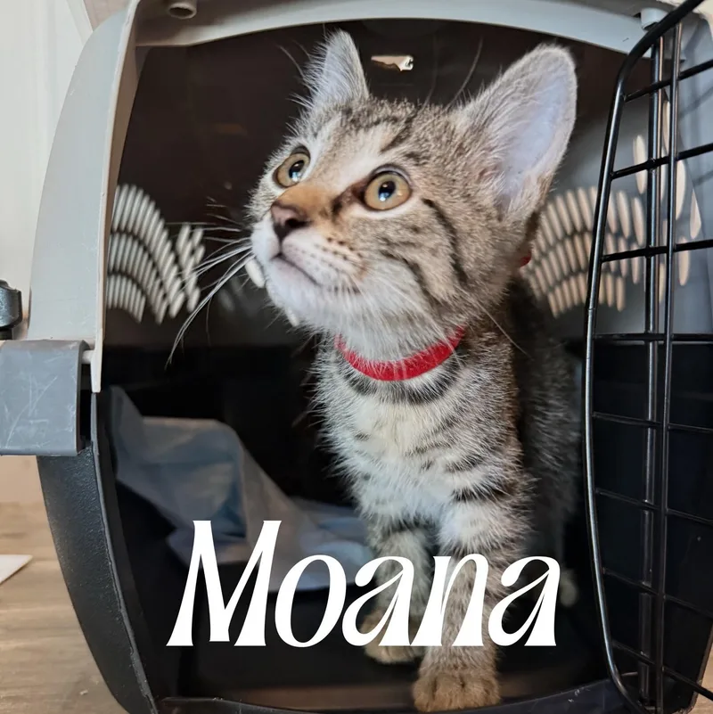 A baby medium-sized female Tabby (Brown / Chocolate) Domestic Short Hair cat named Moana for adoption in Murfreesboro, TN