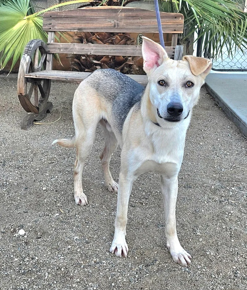 A young medium-sized male Shepherd dog named Lennon for adoption in Inglewood, CA