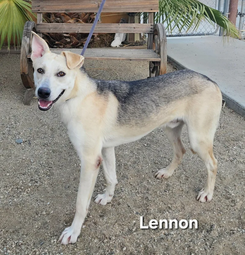 Lennon thumbnail 3