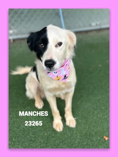 A young medium-sized female White / Cream Border Collie dog named Manches for adoption in Marietta, GA