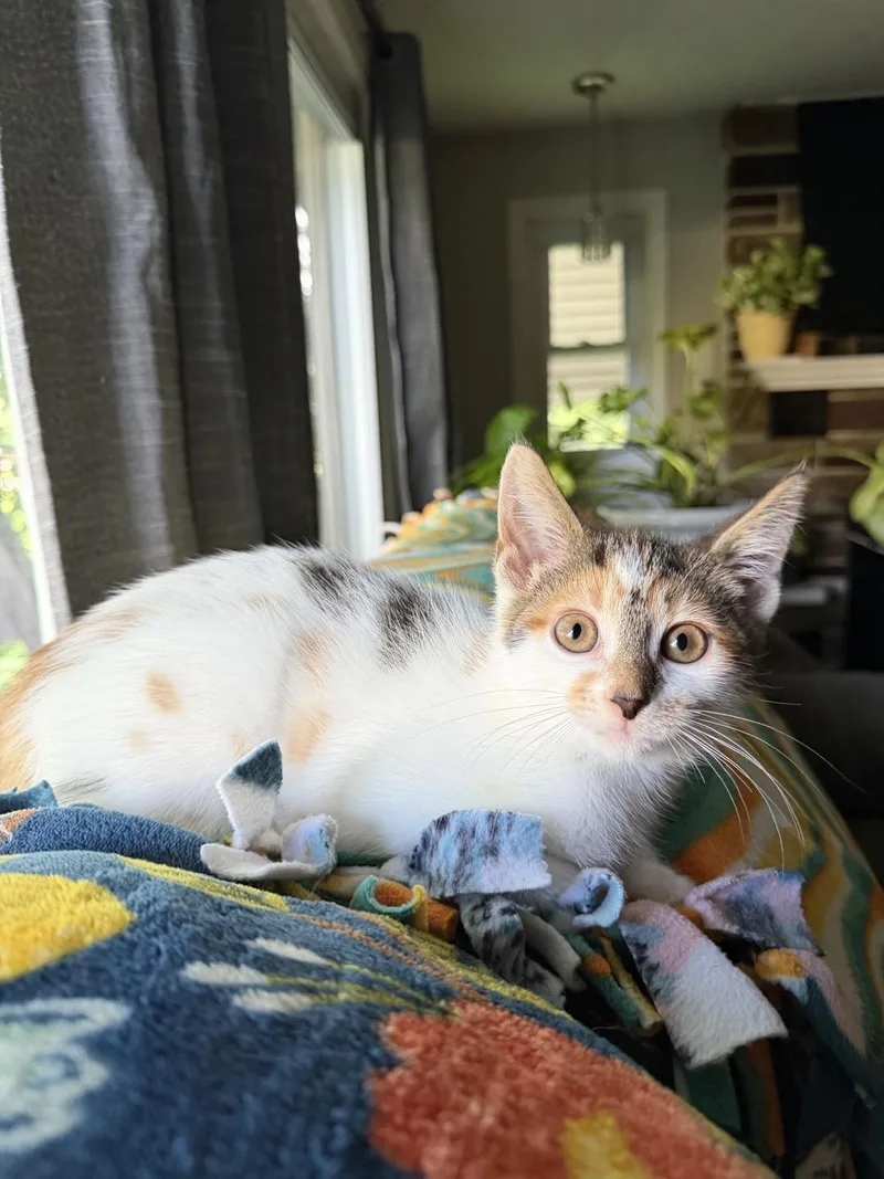 A baby medium-sized female Dilute Calico Calico cat named Valeria for adoption in Oberlin, OH