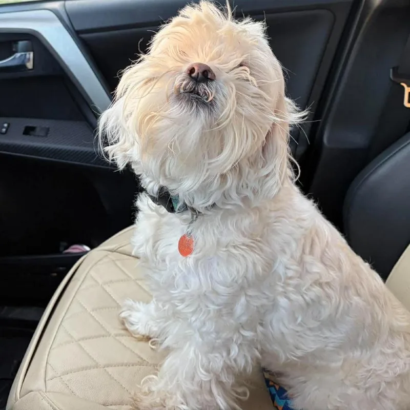 A senior small-sized male Shih Tzu dog named Moose for adoption in Overland Park, KS