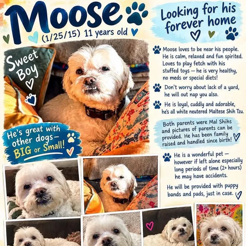 Moose thumbnail 2